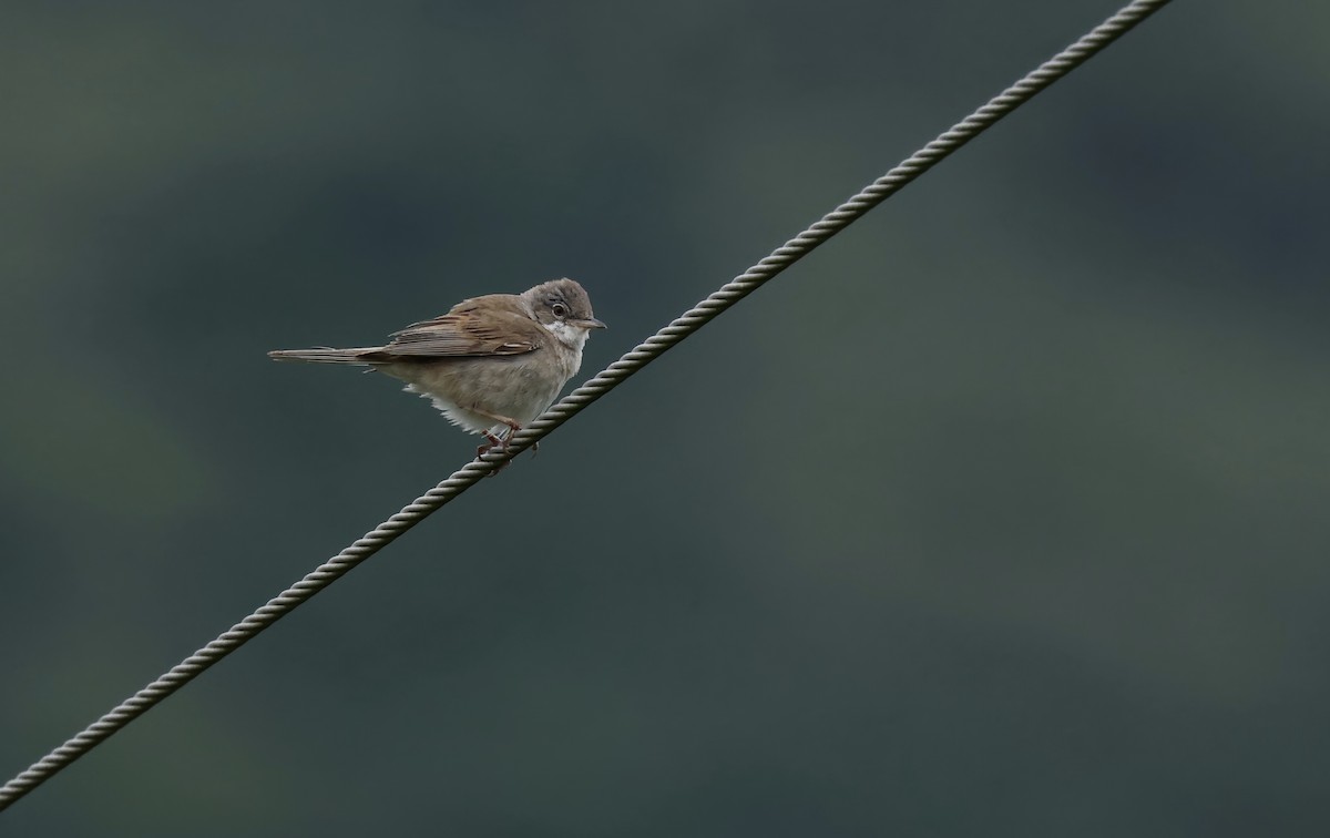 Greater Whitethroat - ML622416290