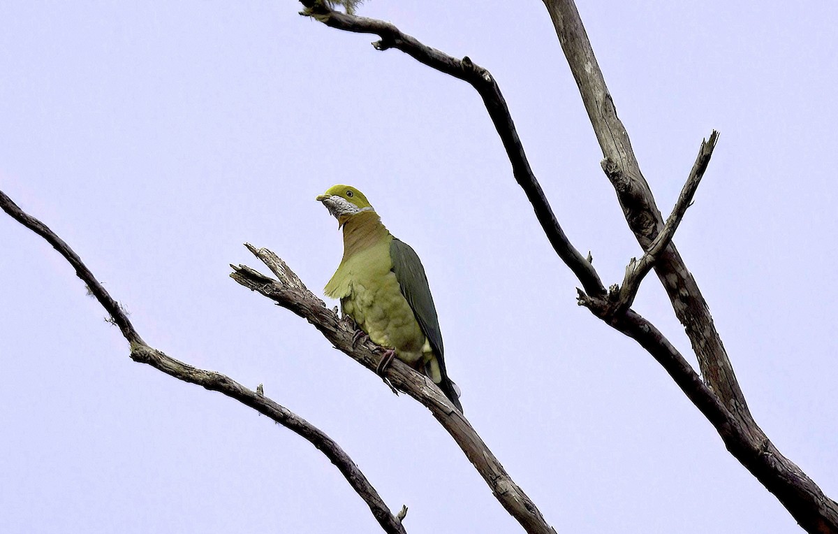 Pink-spotted Fruit-Dove - ML622416325