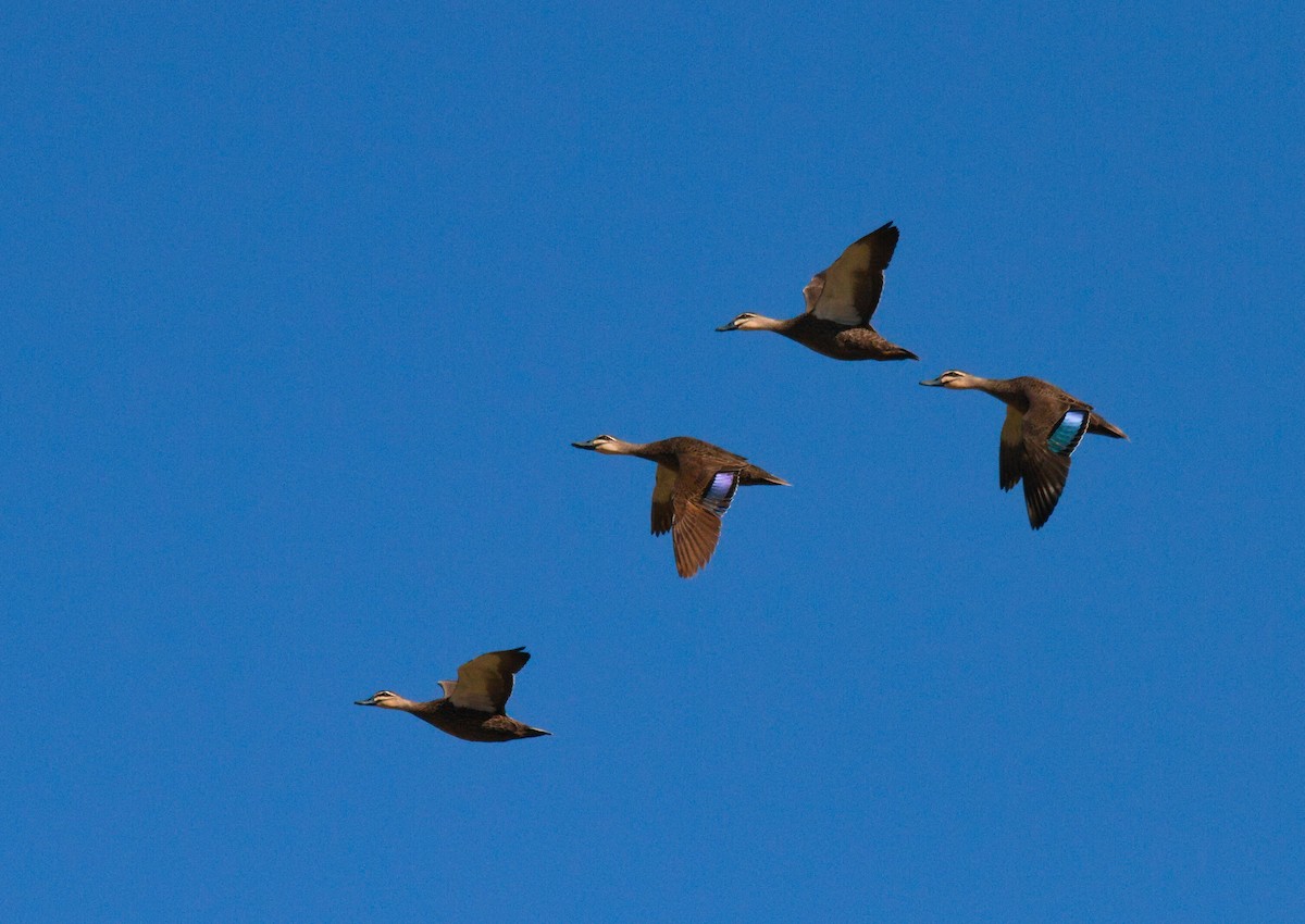 Pacific Black Duck - ML622416405