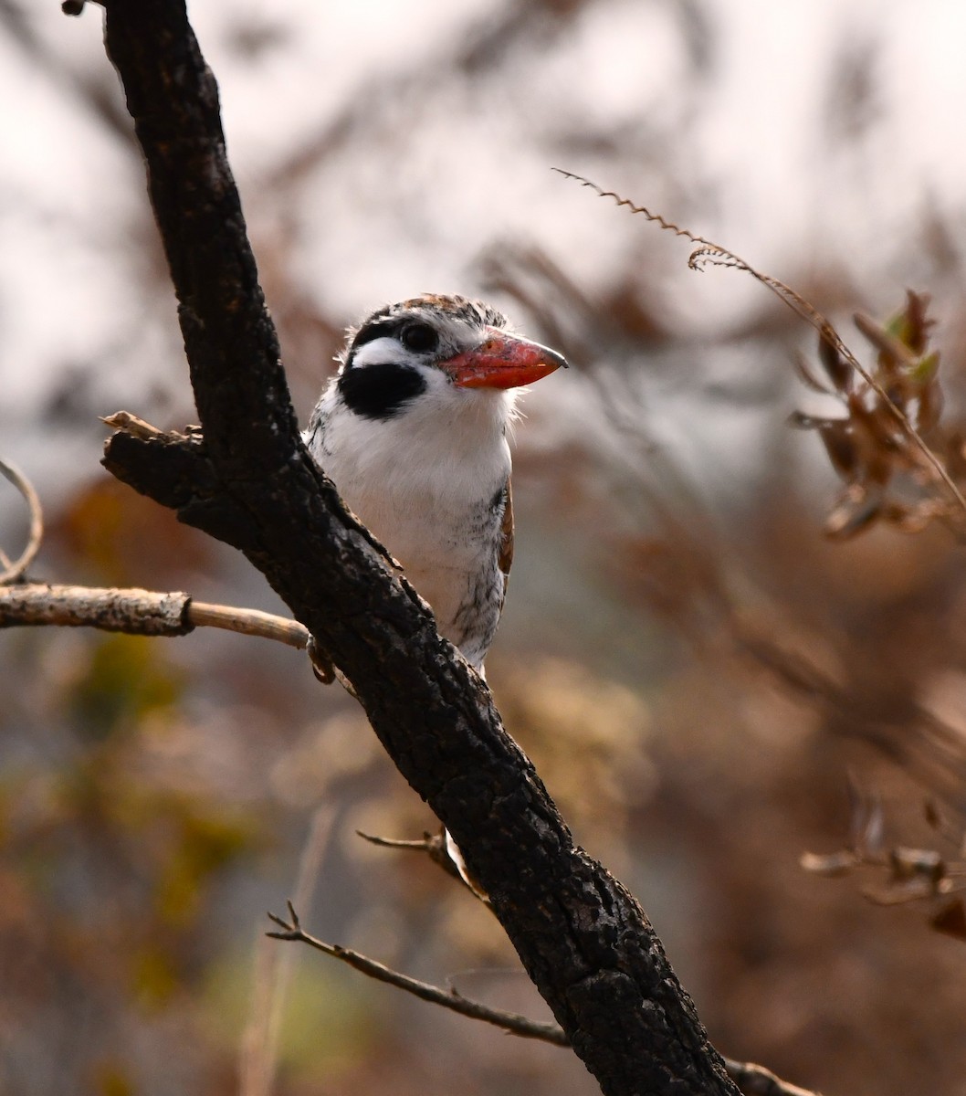 White-eared Puffbird - ML622416490