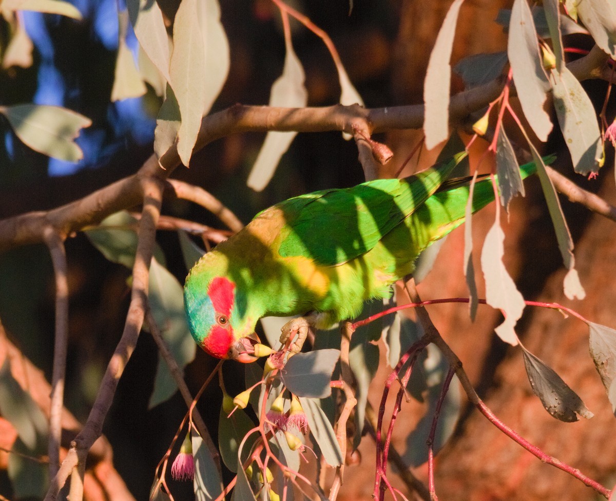 Musk Lorikeet - ML622416592