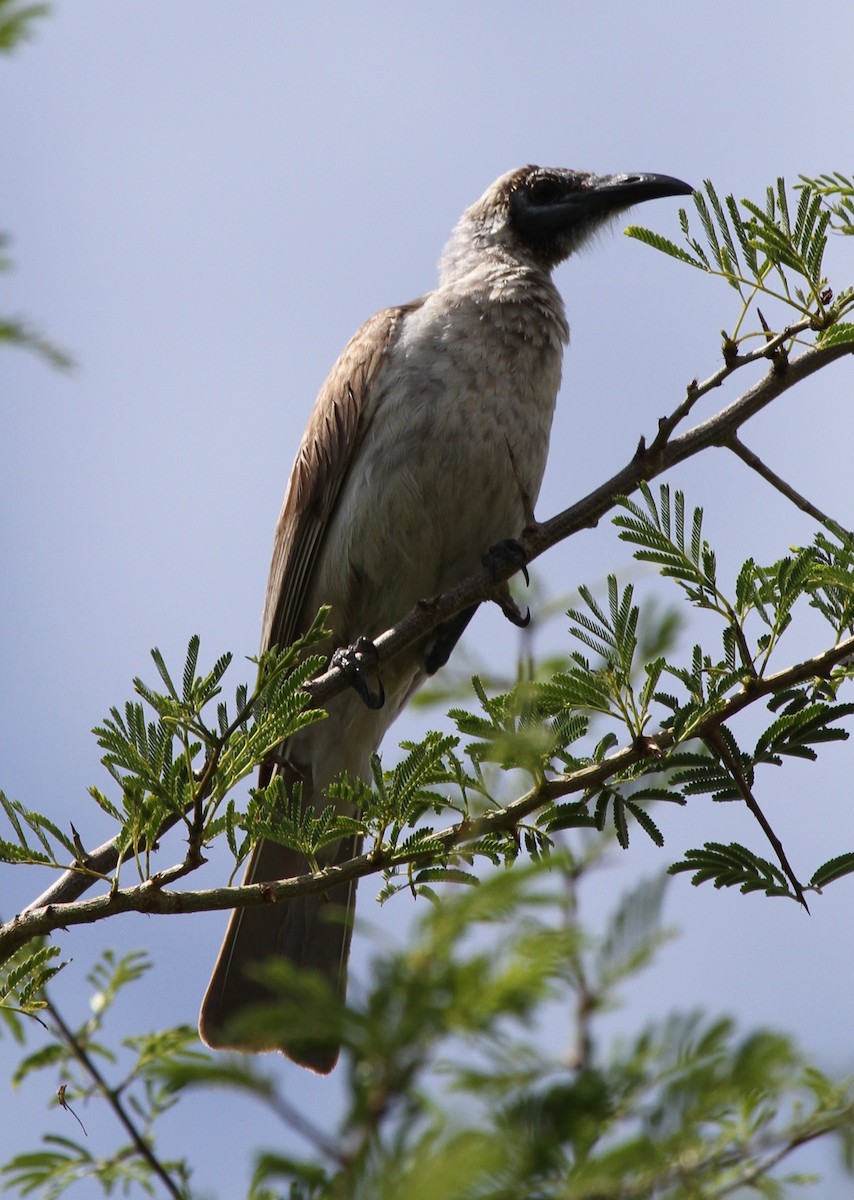 Gray Friarbird - ML62241661