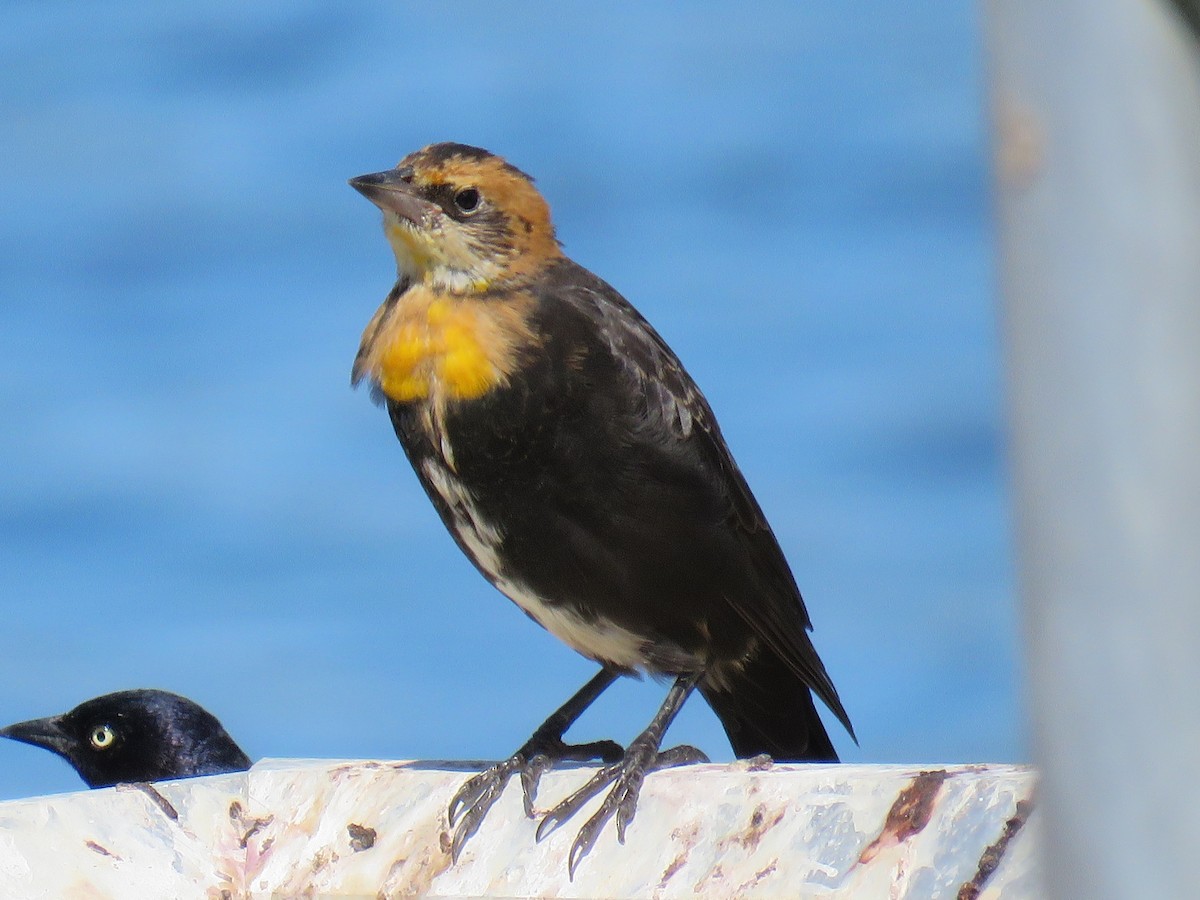 Yellow-headed Blackbird - ML622416623