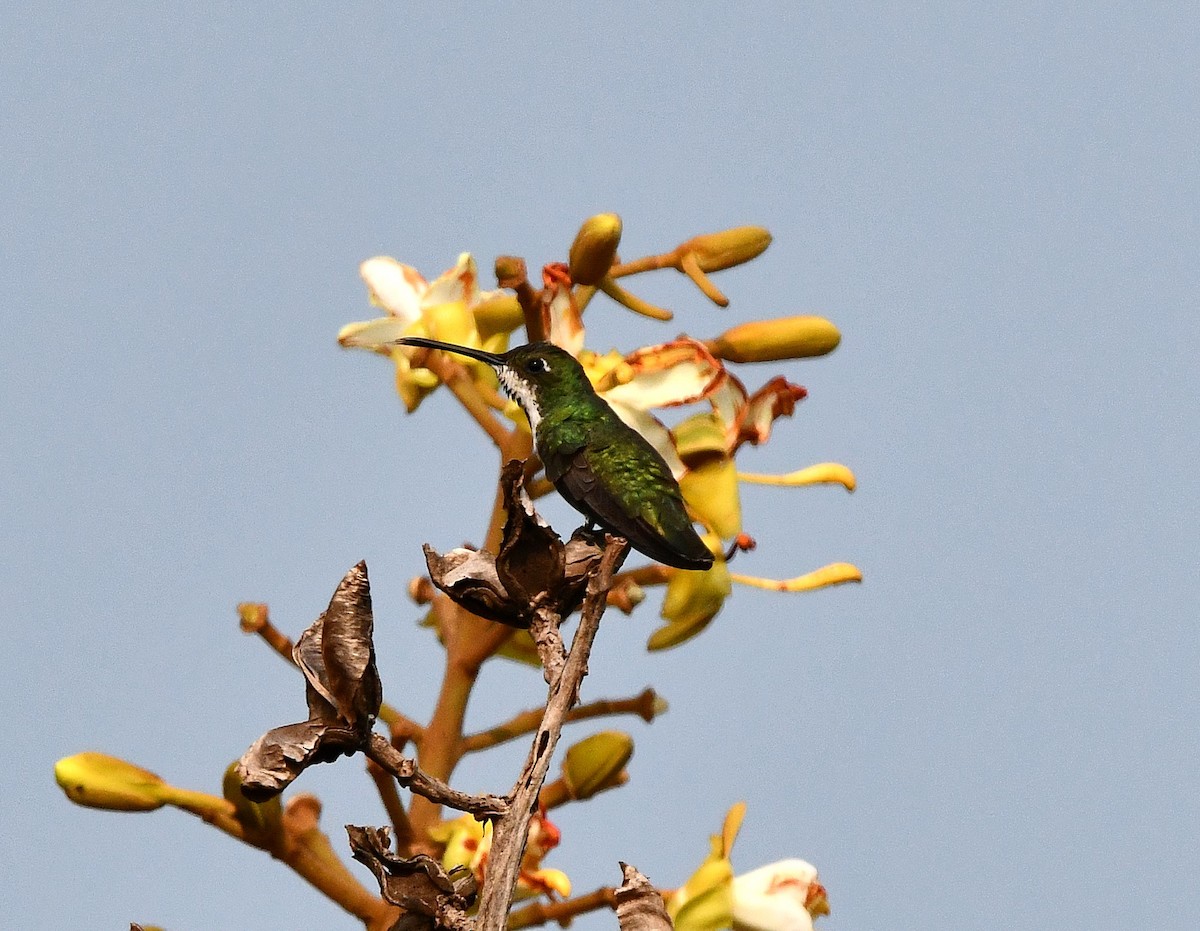 Black-throated Mango - ML622416633