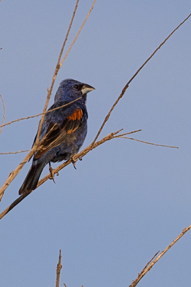 Blue Grosbeak - ML622416710