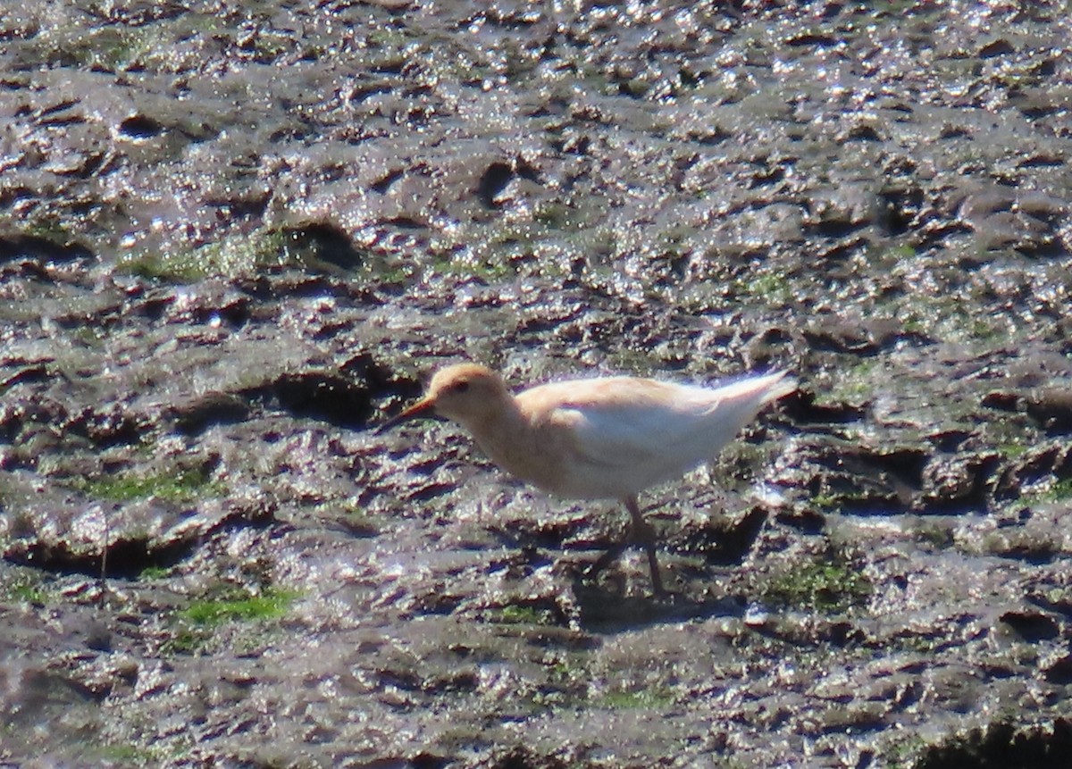 美洲尖尾濱鷸 - ML622416733