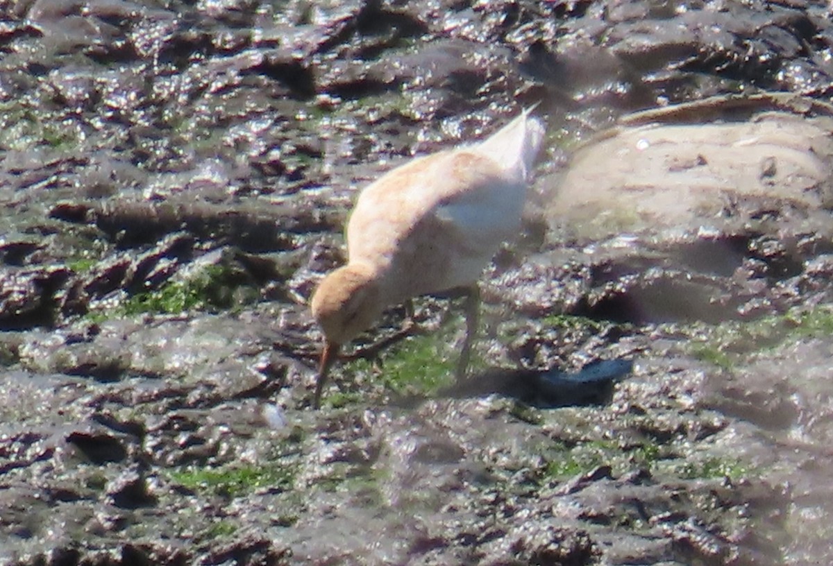 美洲尖尾濱鷸 - ML622416734