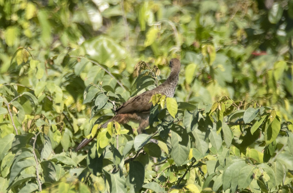 Chachalaca Oriental - ML622416849