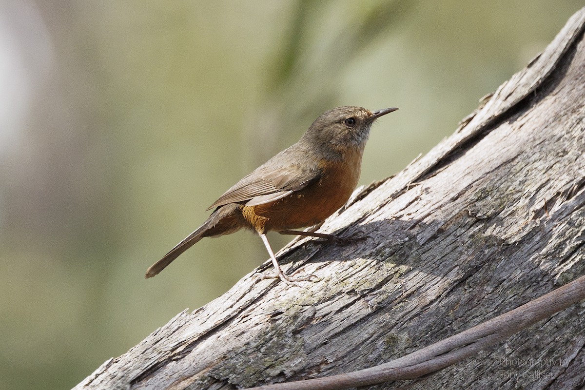 Rockwarbler - ML622416858