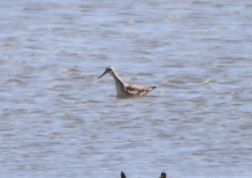 Wilson's Phalarope - ML622416929