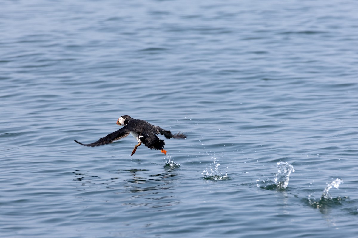 Atlantic Puffin - Alicia MacLeay