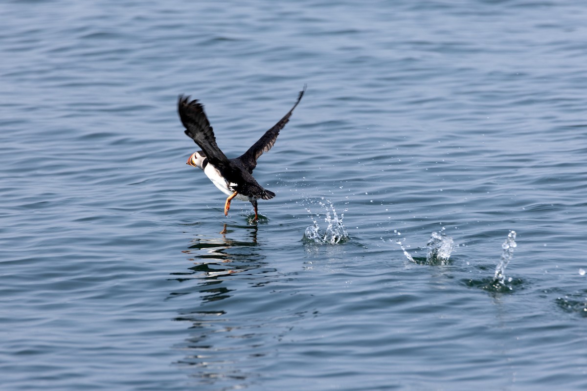 Atlantic Puffin - Alicia MacLeay