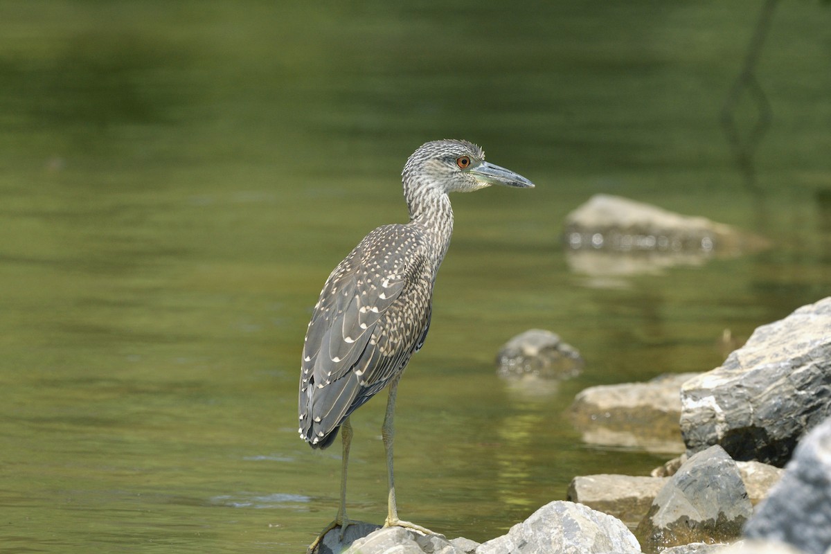 Yellow-crowned Night Heron - ML622416945
