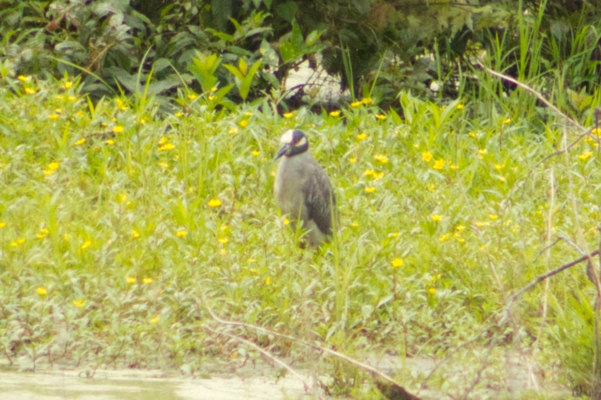 Yellow-crowned Night Heron - Clint Wiederholt