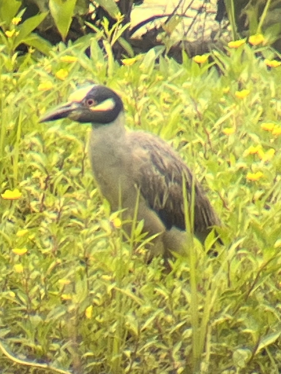 Yellow-crowned Night Heron - ML622416951