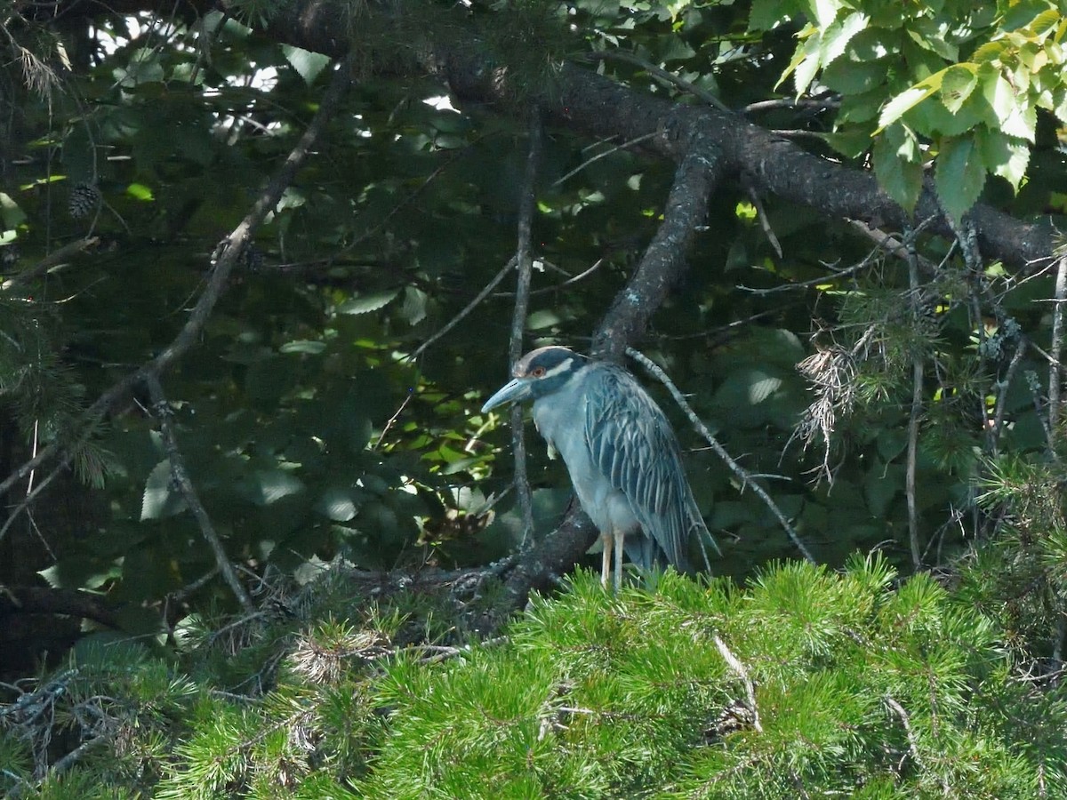 Yellow-crowned Night Heron - ML622416979
