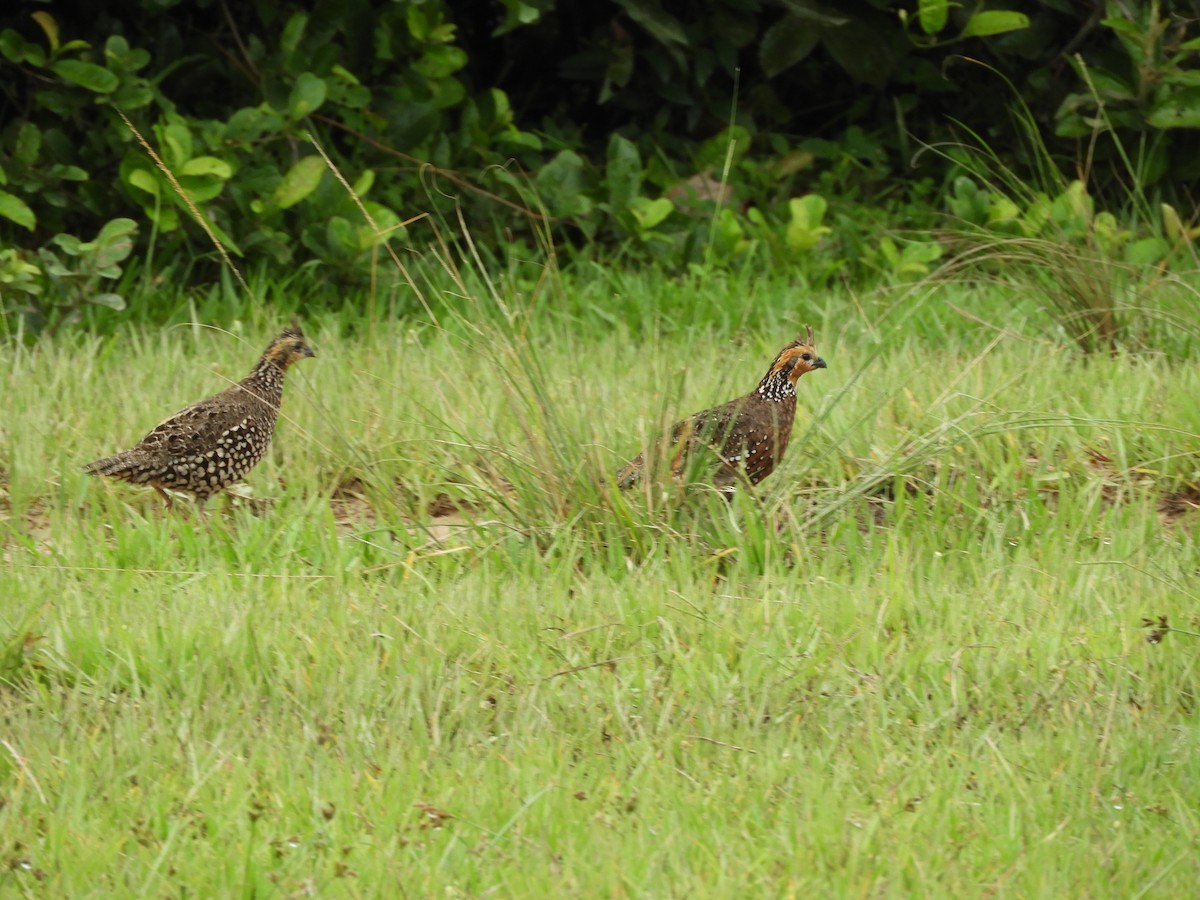 Crested Bobwhite - ML622417004