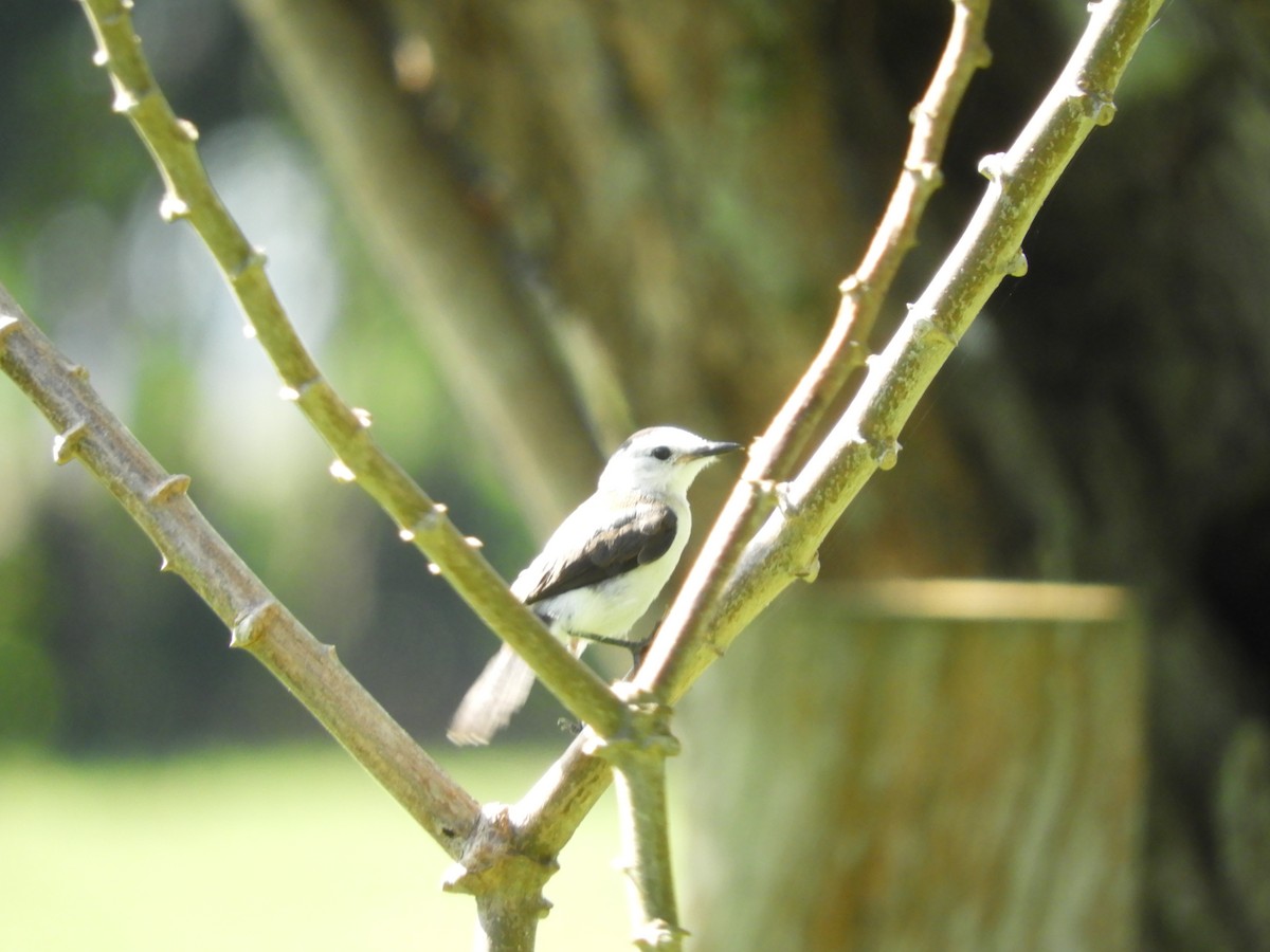 Pied Water-Tyrant - ML622417062