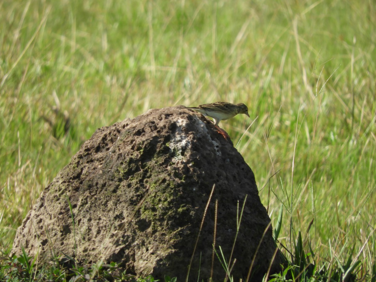 Yellowish Pipit - ML622417073