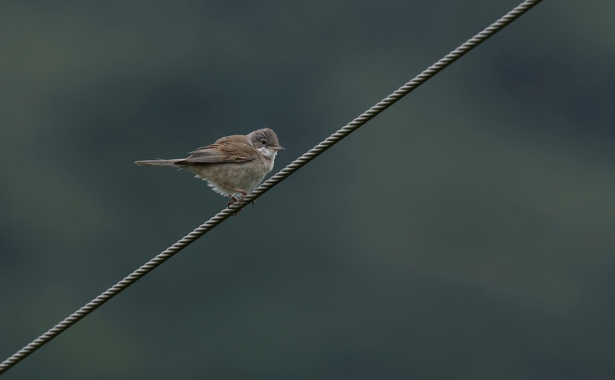 Greater Whitethroat - ML622417077
