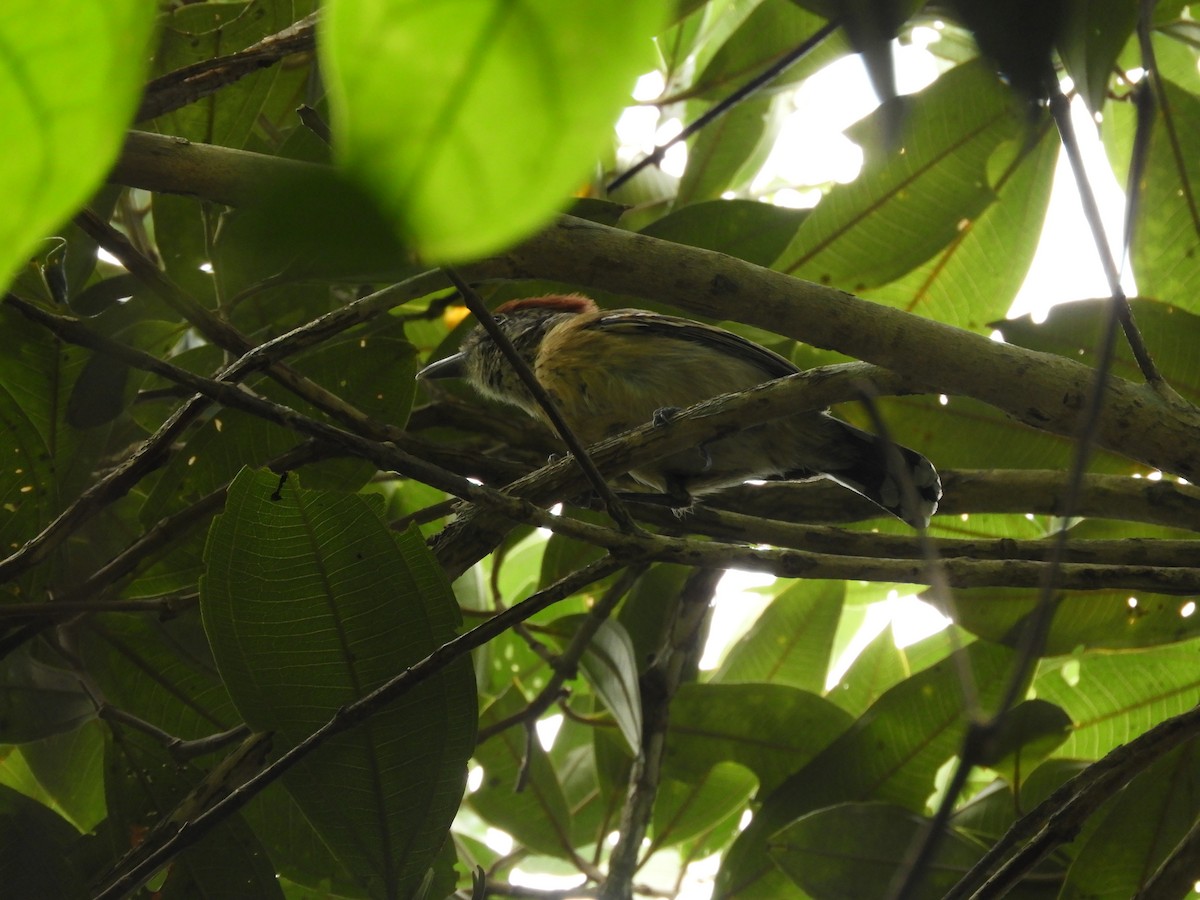 Black-crested Antshrike - ML622417118