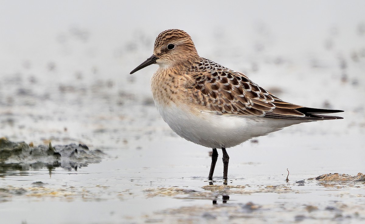 Baird's Sandpiper - ML622417124