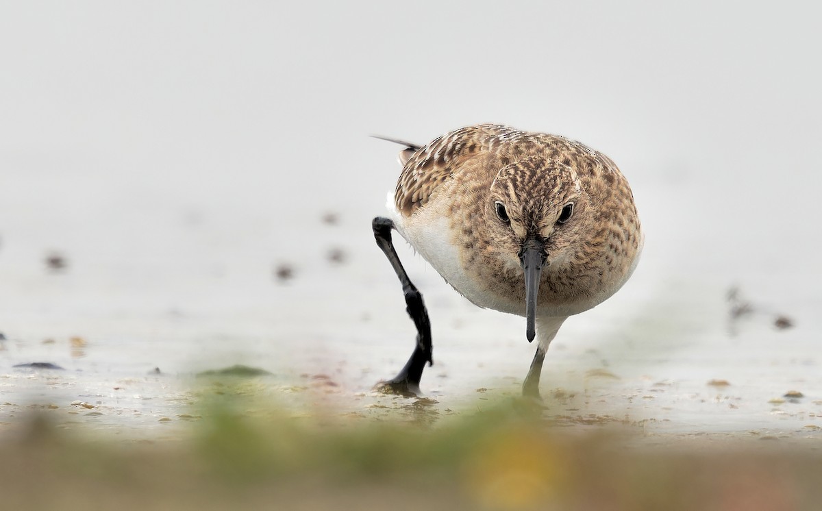 Baird's Sandpiper - ML622417125