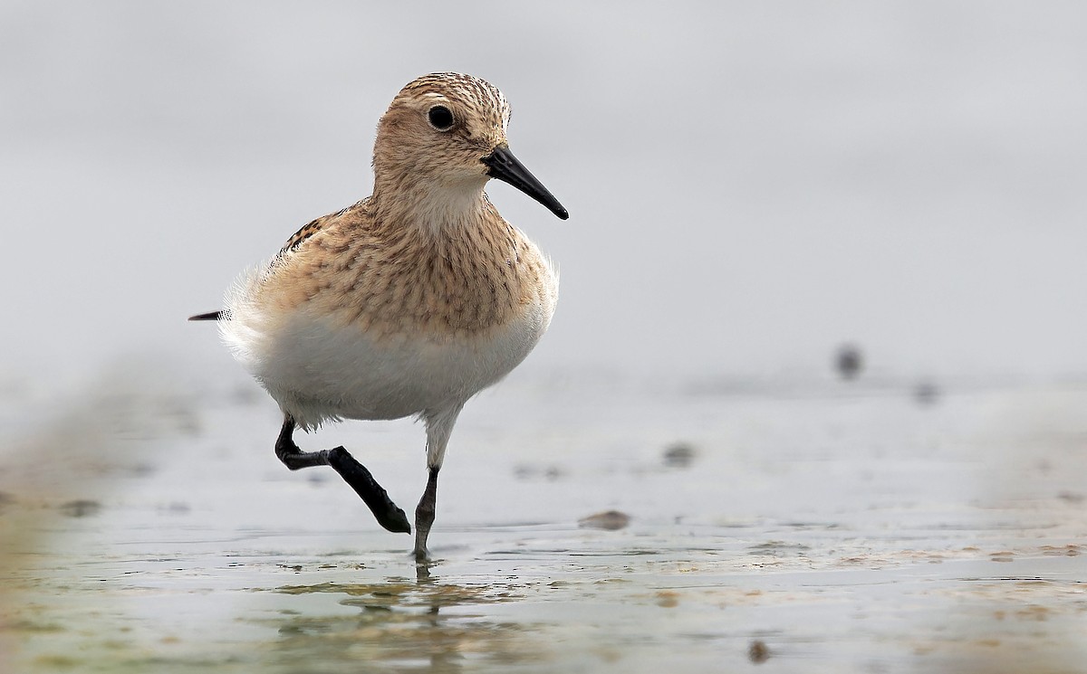 Baird's Sandpiper - ML622417126