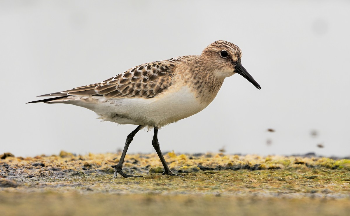 Baird's Sandpiper - ML622417128