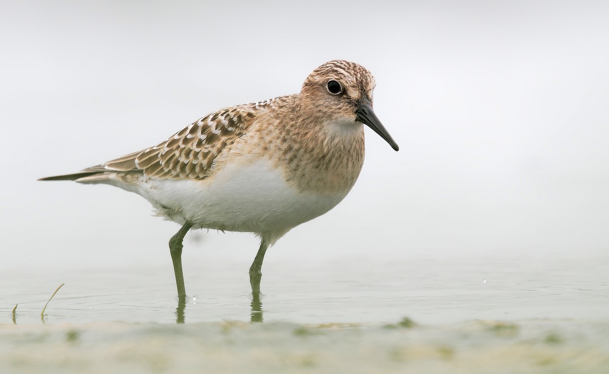 Baird's Sandpiper - ML622417129