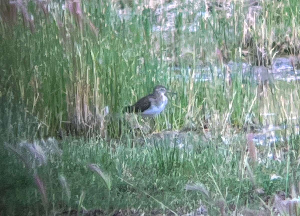 Lesser Yellowlegs - ML622417200