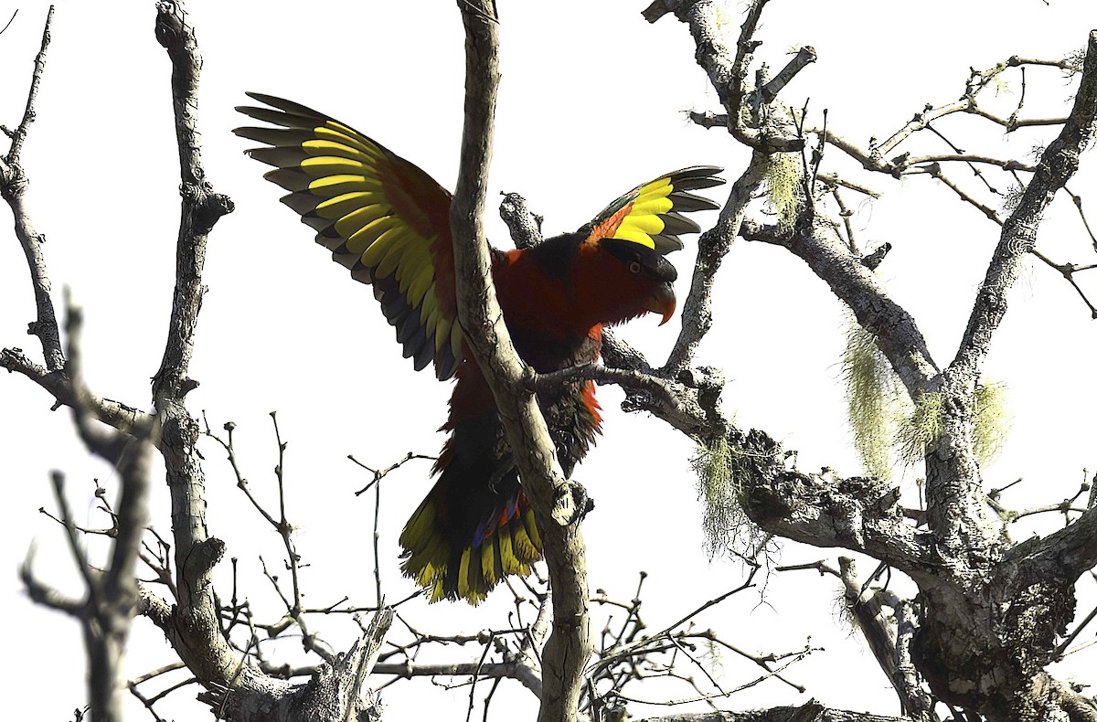 Black-capped Lory - ML622417203