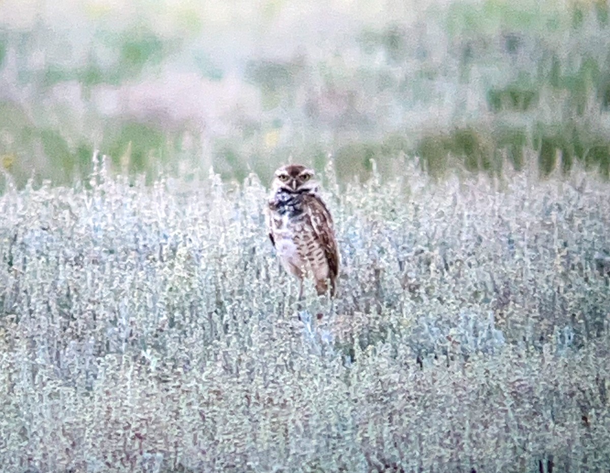 Burrowing Owl - ML622417207