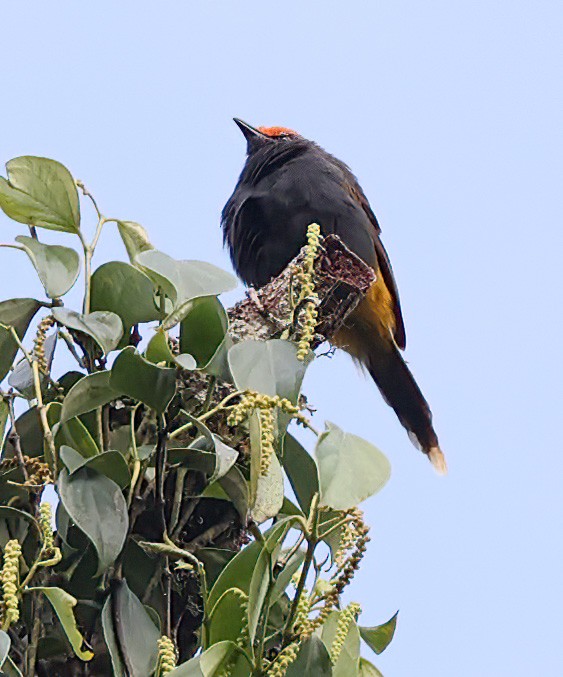 Fiery-browed Myna - ML622417253
