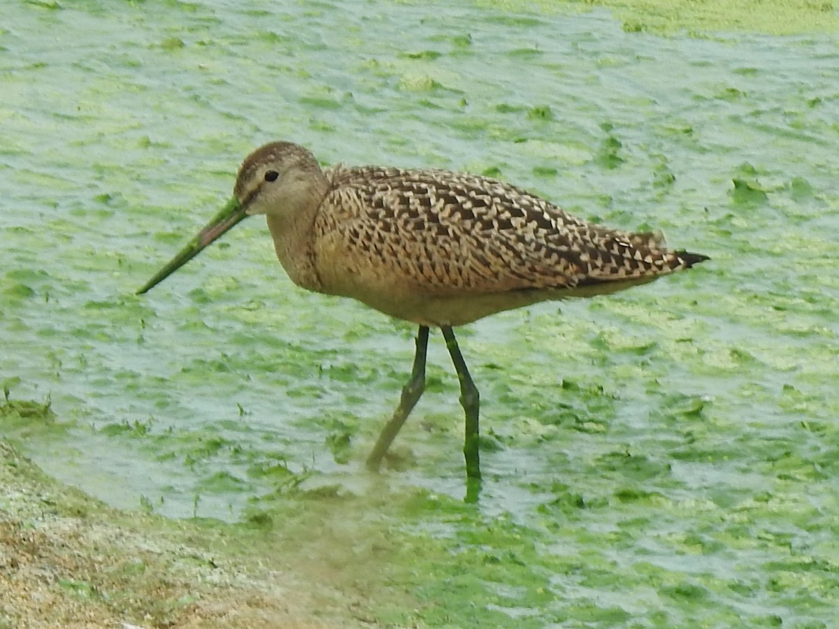 Marbled Godwit - ML622417275