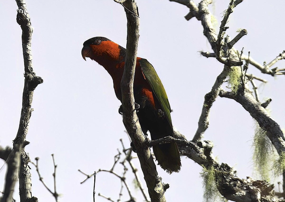 Black-capped Lory - ML622417294