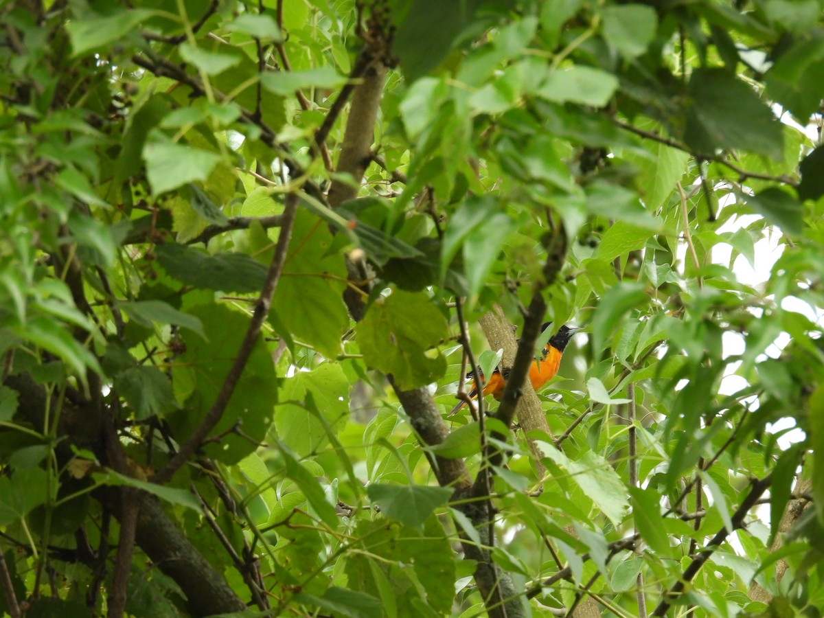 Oriole de Baltimore - ML622417347