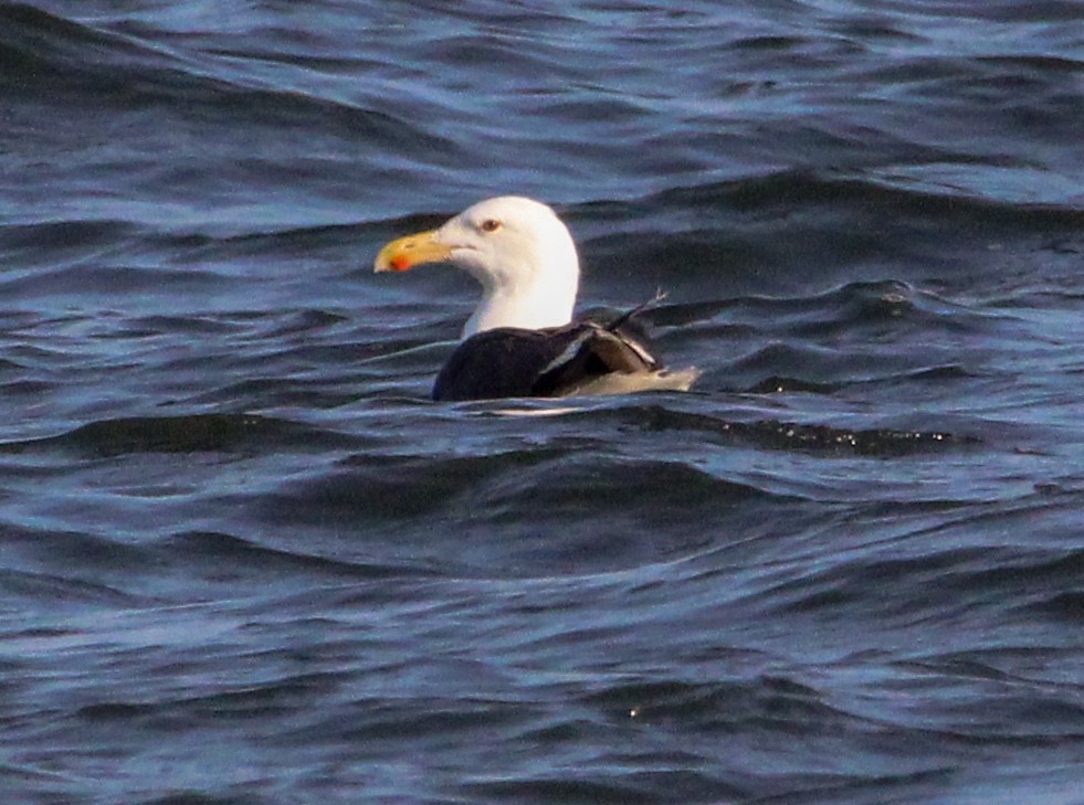 Great Black-backed Gull - Jeffrey McCrary