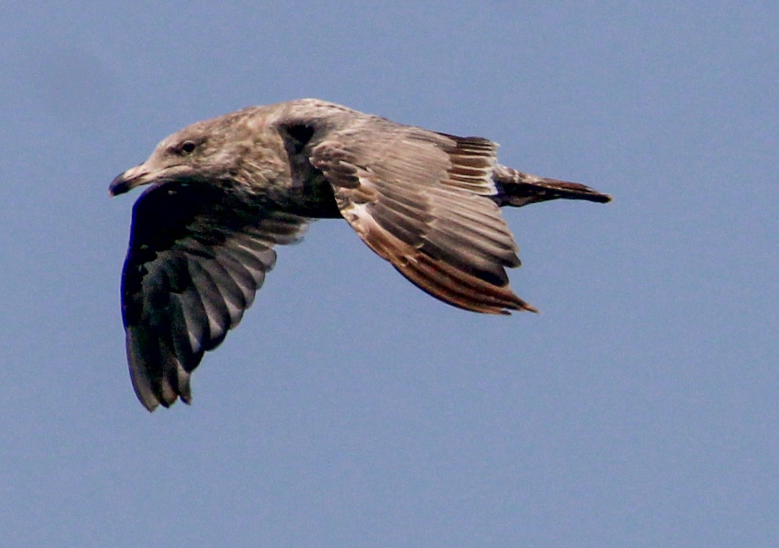 Great Black-backed Gull - Jeffrey McCrary