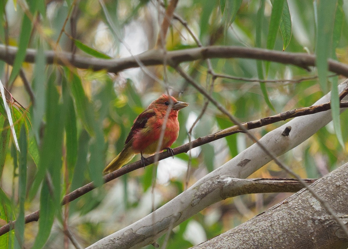 Summer Tanager - ML622417393