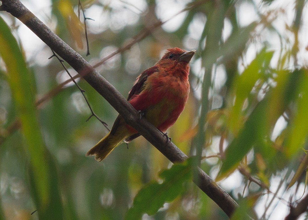 Summer Tanager - ML622417394