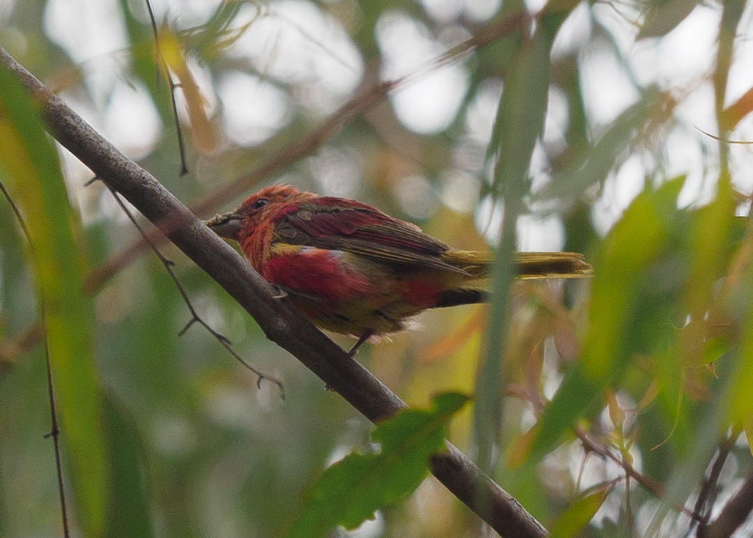 Summer Tanager - ML622417396