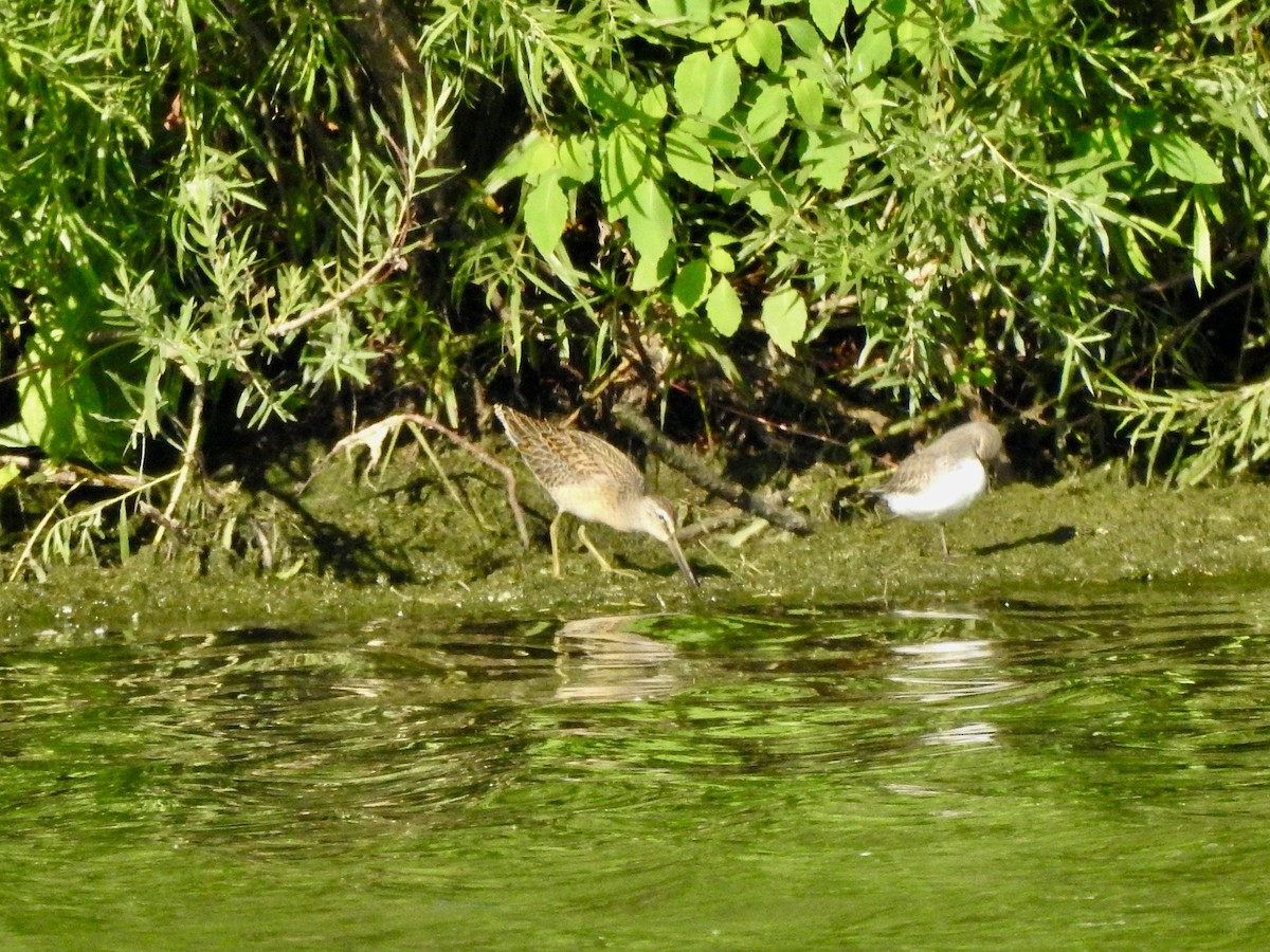 Short-billed Dowitcher - Noam Markus