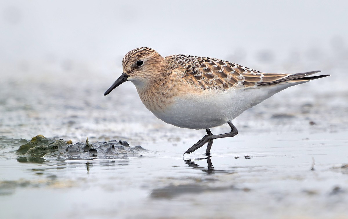 Baird's Sandpiper - ML622417434