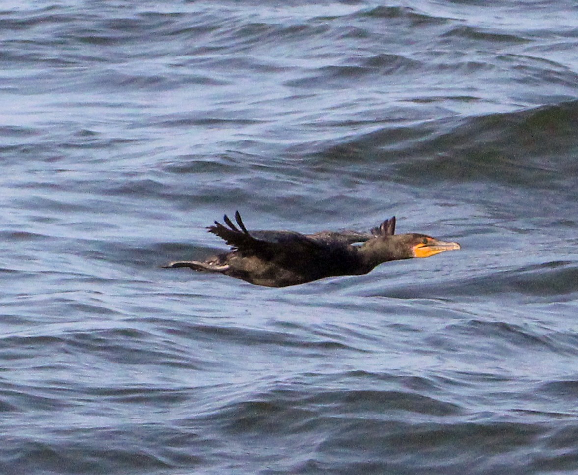 Double-crested Cormorant - ML622417457