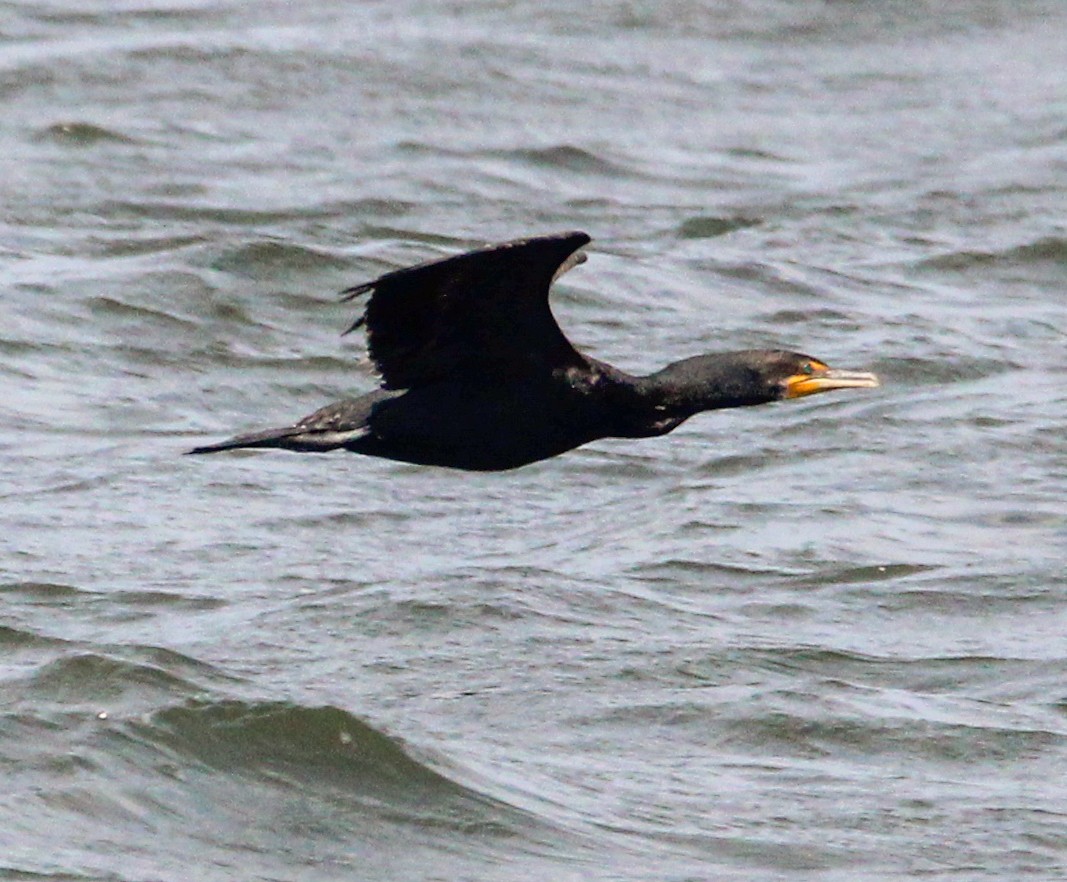 Double-crested Cormorant - ML622417458