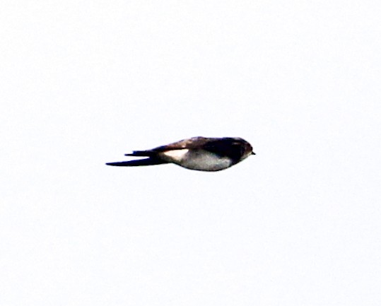 Bank Swallow - ML622417489