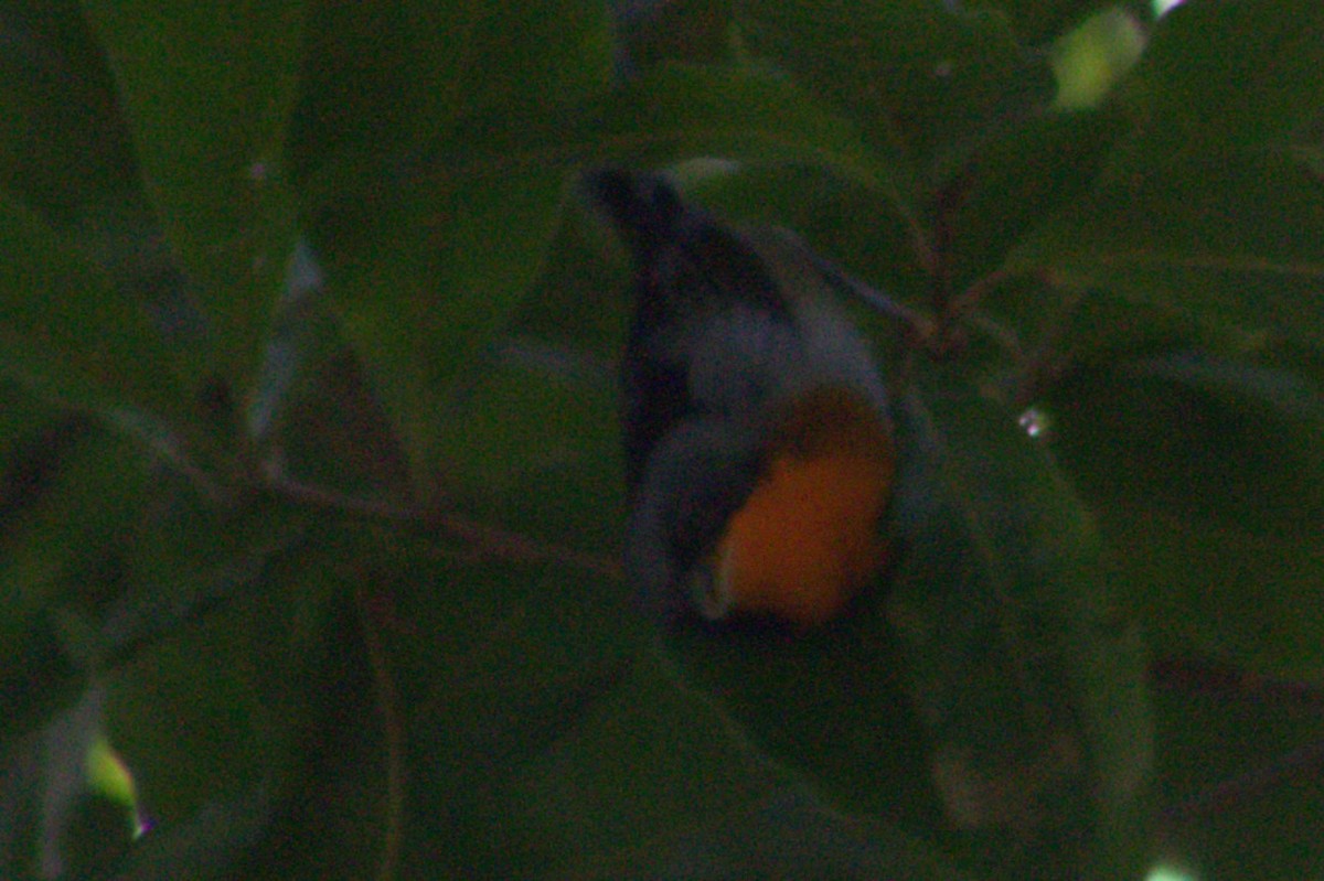 Flame-throated Warbler - ML622417506