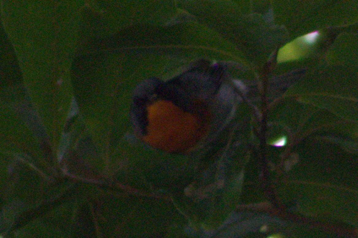 Flame-throated Warbler - ML622417507