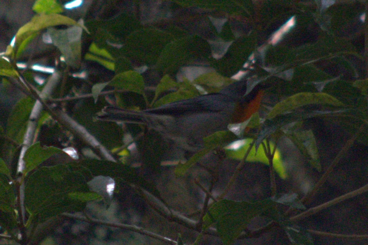 Flame-throated Warbler - ML622417508